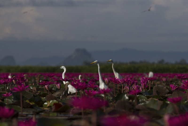 Baantonlamphu Pakpra, Khuan Khanun, Thailand