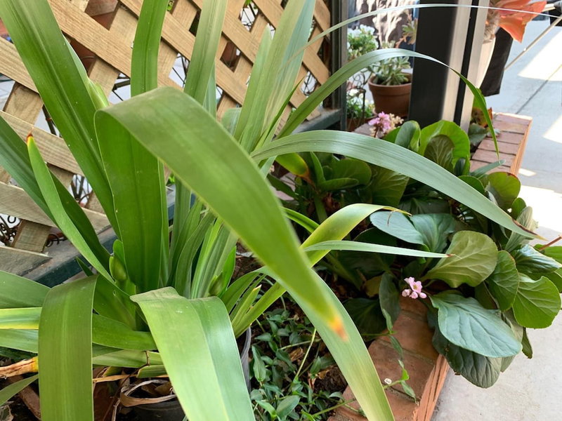 Peter Allen Motor Inn, Tenterfield, Australia