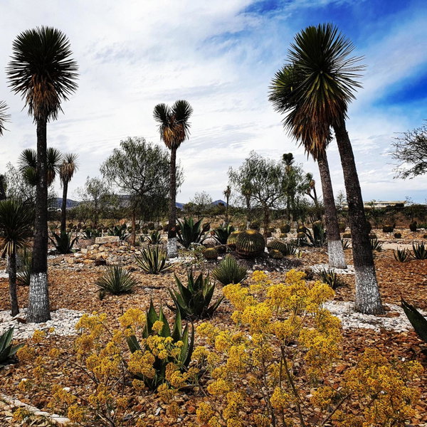 Mineral del Cielo, Mineral de Pozos, Mexico