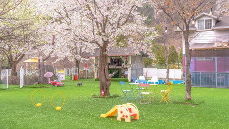 Gapyeong J-mong Pet Camping Zone Pension, Gapyeong, South Korea