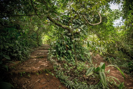 Khaama Kethna Wellbeing Retreat Centre, Canacona, India