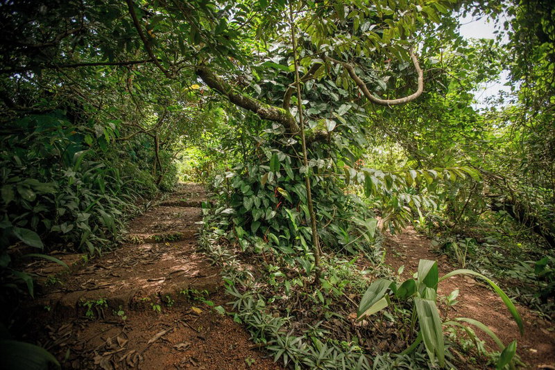 Khaama Kethna Wellbeing Retreat Centre, Canacona, India