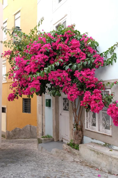 Proa d'Alfama Guest House, Lisbon, Portugal