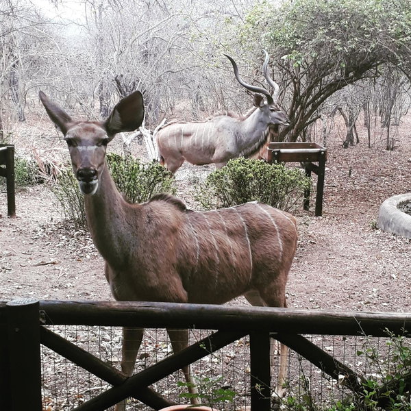 Kruger Dreams Lodge, Marloth Park, South Africa