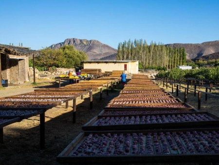 Weltevrede Fig Farm, Prince Albert, South Africa