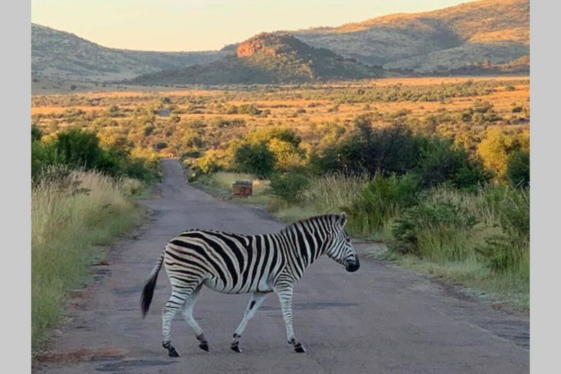 Rhino House with 3 bedrooms next to Pilanesberg and Sun City, Mogwase, South Africa