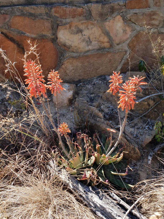 Milorho Lodge, Rietfontein, South Africa