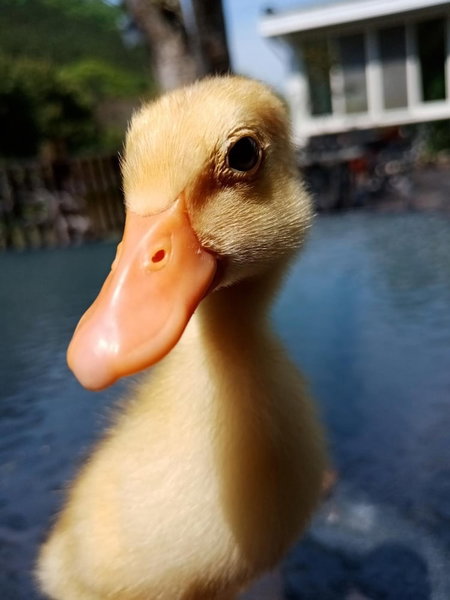 Lily Village, Nanzhuang, Taiwan
