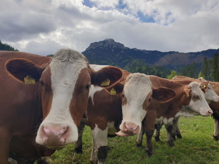 Bauernhof Moar, Kernhof, Austria