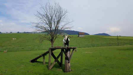 Pension Zenzlgut, Tiefgraben, Austria