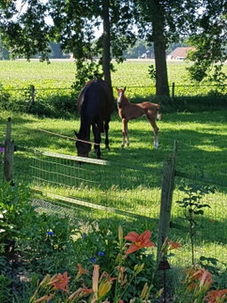 Westert Hoeve, Vriescheloo, The Netherlands