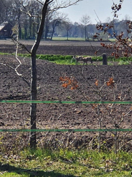 Westert Hoeve, Vriescheloo, The Netherlands