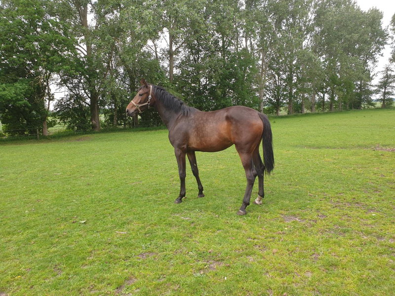 Westert Hoeve, Vriescheloo, The Netherlands
