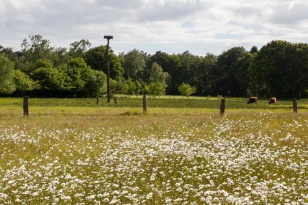 Bos en Heide, Hezingen, The Netherlands