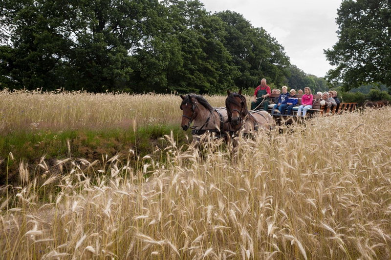 Bos en Heide, Hezingen, The Netherlands
