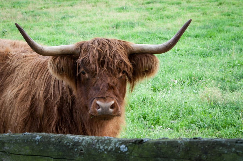 Bos en Heide, Hezingen, The Netherlands
