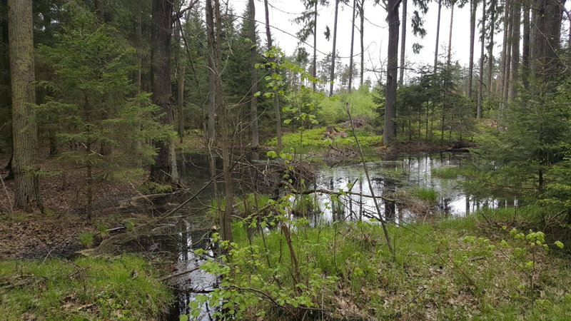 U Rožmberka Třeboňsko, Lužnice, Czechia