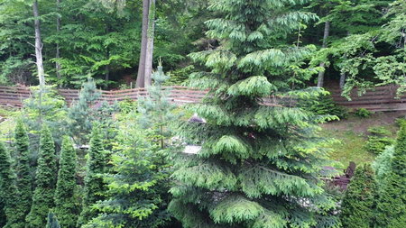 Green View, Sinaia, Romania