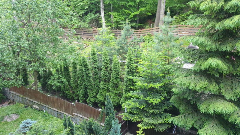 Green View, Sinaia, Romania