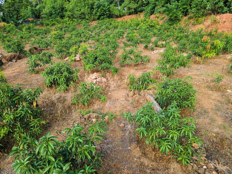 Mango Tree Retreat, Galewela, Sri Lanka