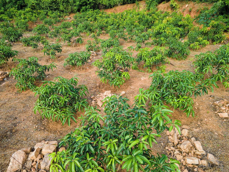 Mango Tree Retreat, Galewela, Sri Lanka