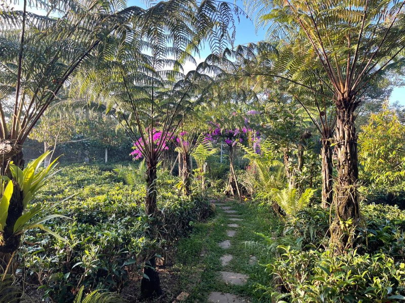 Tea Garden House, Xã Tân Phát, Vietnam
