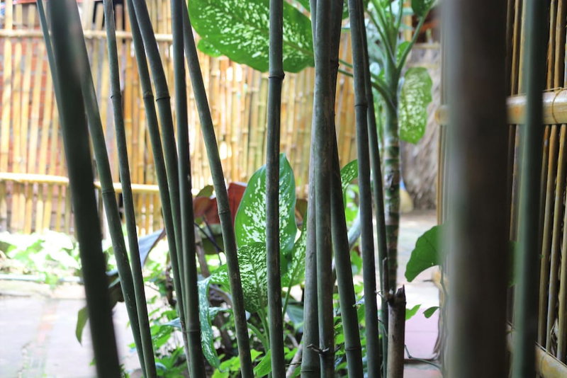 Under the coconut tree - Hostel, Hoi An, Vietnam