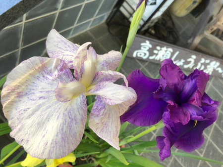 Onyado Satsuki, Tamana, Japan