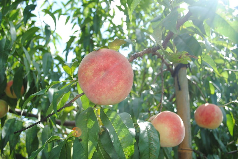Sekaiisannokakureyado Kajitsunomori, Ichinoseki, Japan