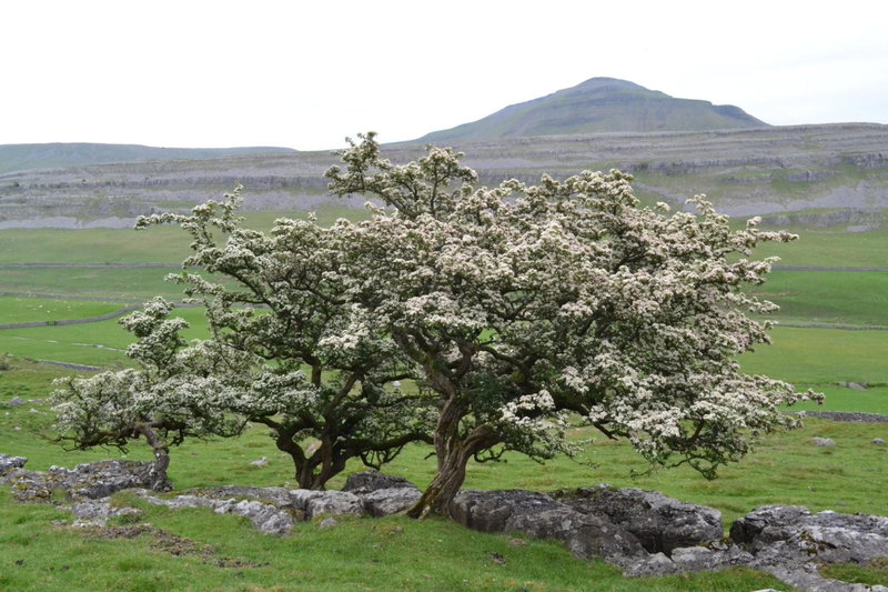 Dalecote Barn Bed & Breakfast, Ingleton, United Kingdom