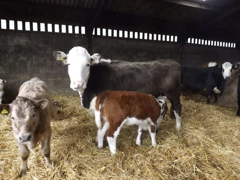 Peartree Farm, Aldwincle Saint Peter, United Kingdom