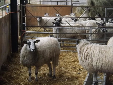 Peartree Farm, Aldwincle Saint Peter, United Kingdom