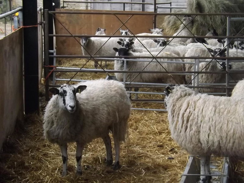 Peartree Farm, Aldwincle Saint Peter, United Kingdom