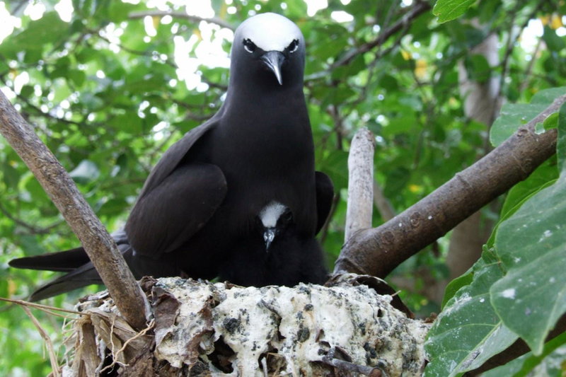 Heron Island, Heron Island, Australia