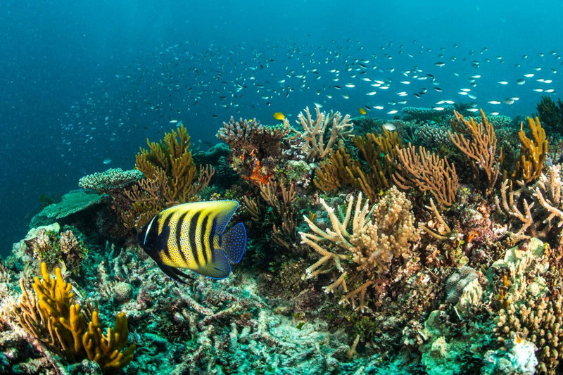 Heron Island, Heron Island, Australia