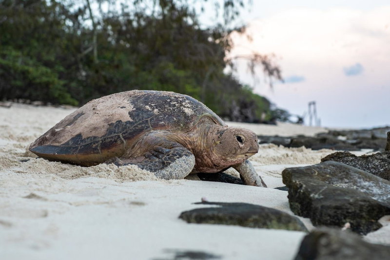 Heron Island, Heron Island, Australia