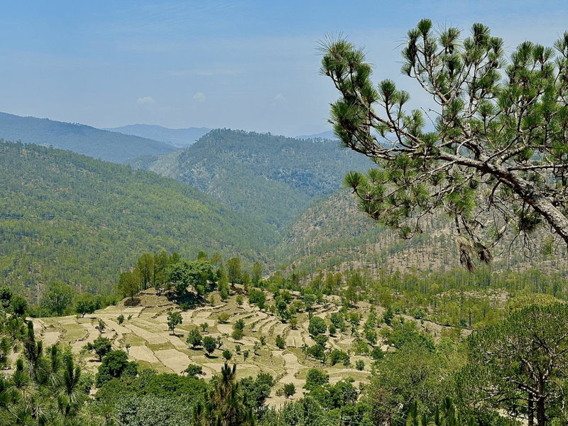 Pine Country Resort, Mukteswar, India