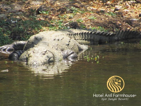 Anil Farms Gir Jungle Resort, Sasan Gir, India
