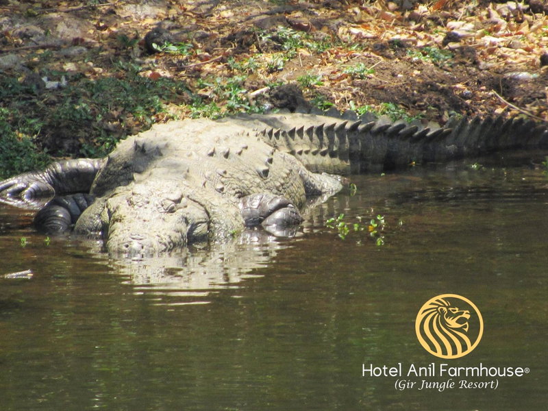 Anil Farms Gir Jungle Resort, Sasan Gir, India