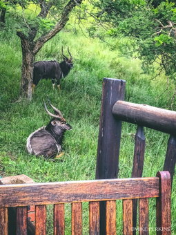 Bonnie View Game Lodge, Hilton, South Africa