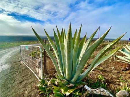 Middelfontein Farm, Sutherland, South Africa
