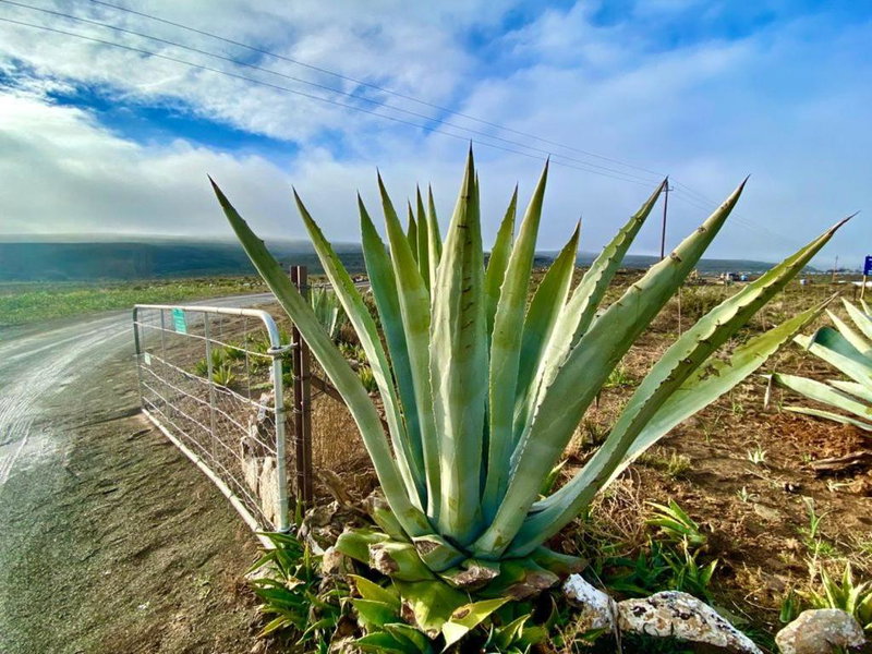 Middelfontein Farm, Sutherland, South Africa