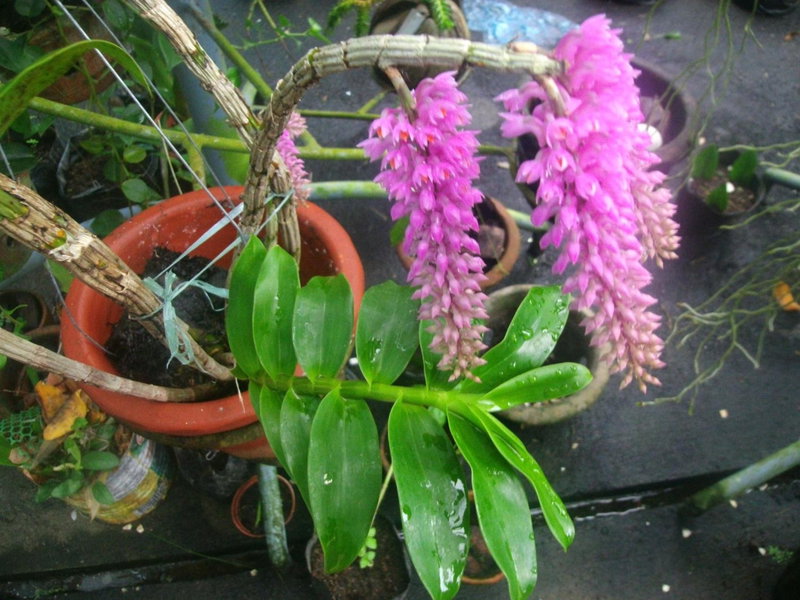 Mirisbiris Garden and Nature Center, Santo Domingo, Philippines