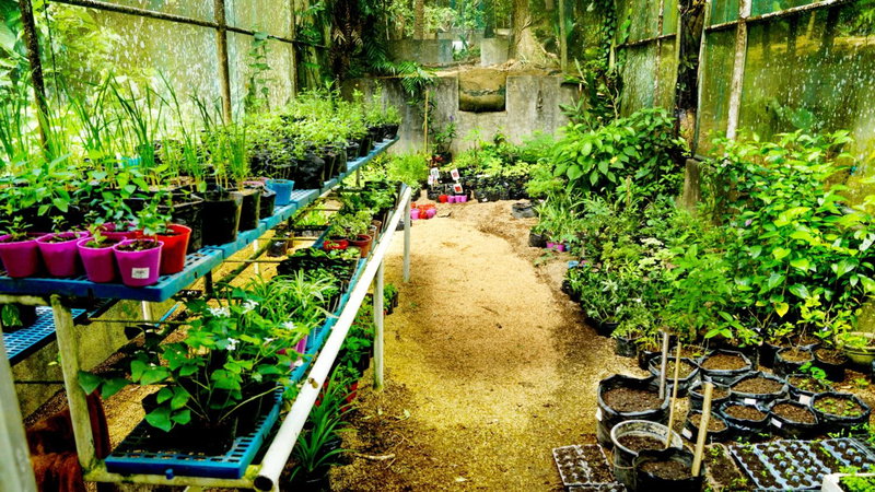 Mirisbiris Garden and Nature Center, Santo Domingo, Philippines