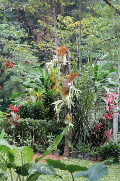 The Forest Villa, Bogor, Indonesia
