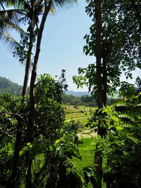 Green Vanilla Bungalow, Sidemen, Indonesia