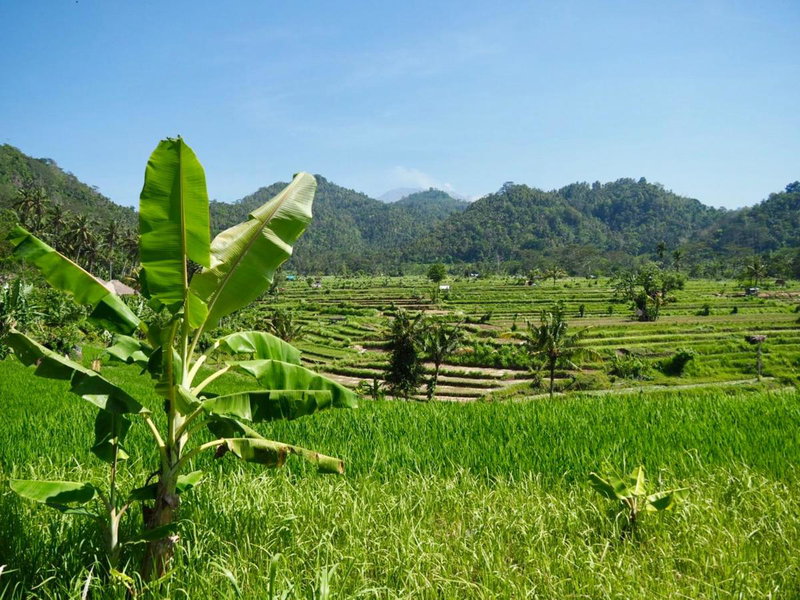 Green Vanilla Bungalow, Sidemen, Indonesia