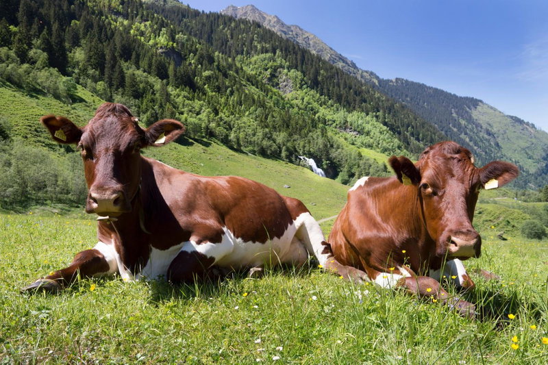Garni Rösslhof, Hollersbach im Pinzgau, Austria