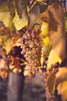 Antalóczy Vendégház, Tokaj, Hungary
