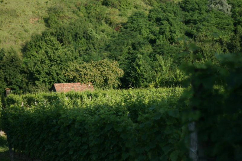 Paulay Borház és Vendégház, Tokaj, Hungary
